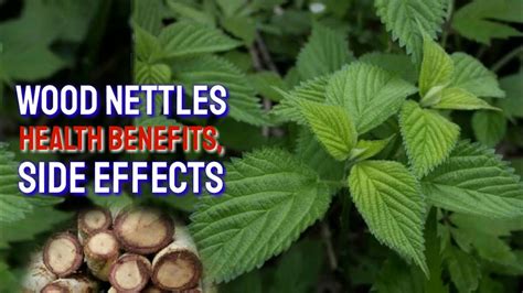 what is alingatong tree|6 Benefits of Stinging Nettle (Plus Side Effects).